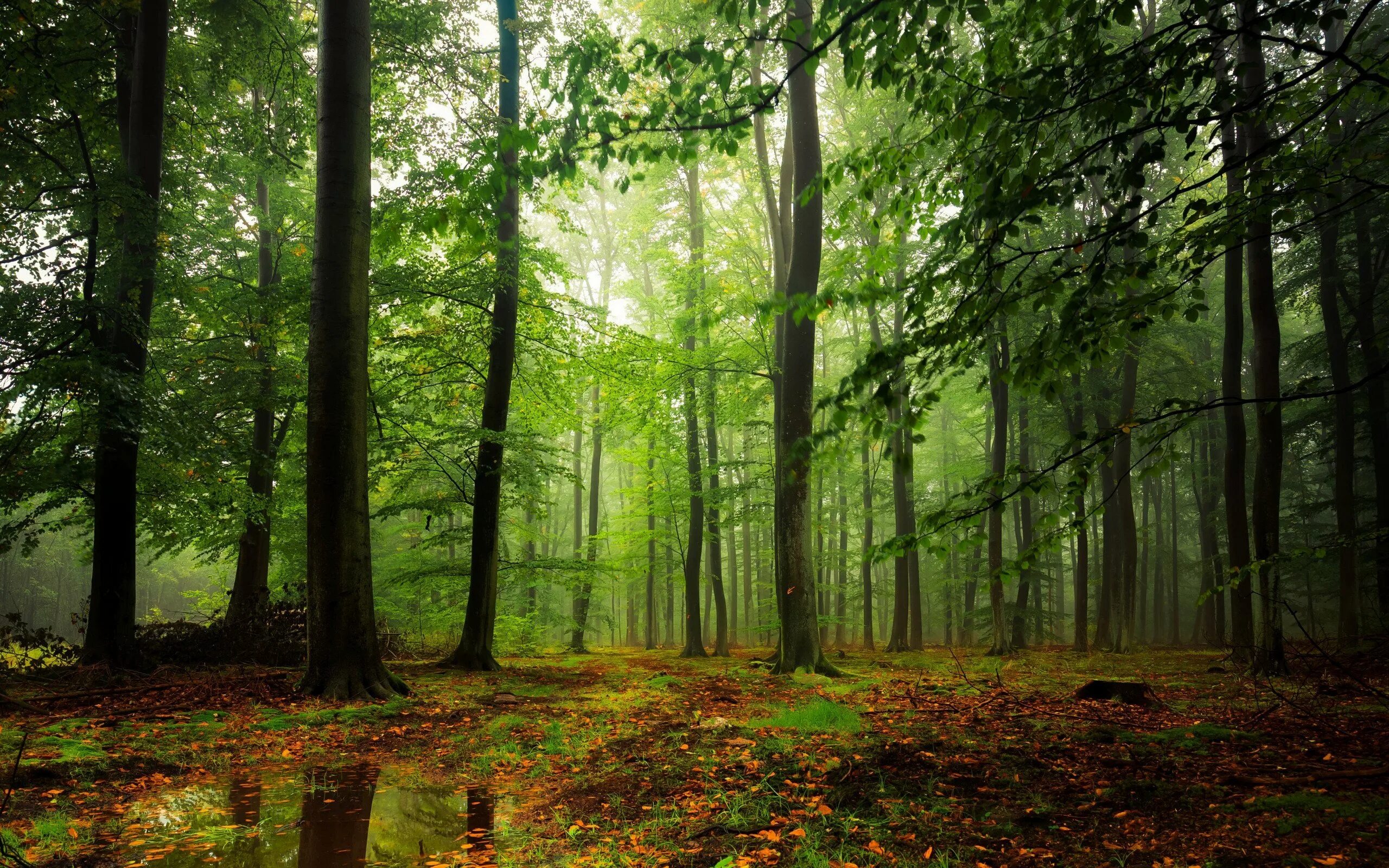 Лес квадрат. Тропинка в лесу. Квадратики в лесу. Лесная местность. Рассвет в лесу.