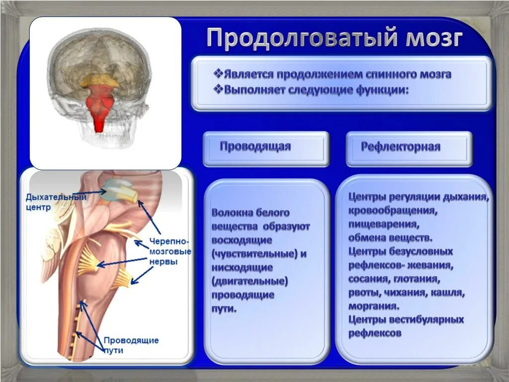 Мост рефлексы. Структура и функции продолговатого мозга. Центры рефлексов продолговатого мозга. Функции продолговатого мозга.