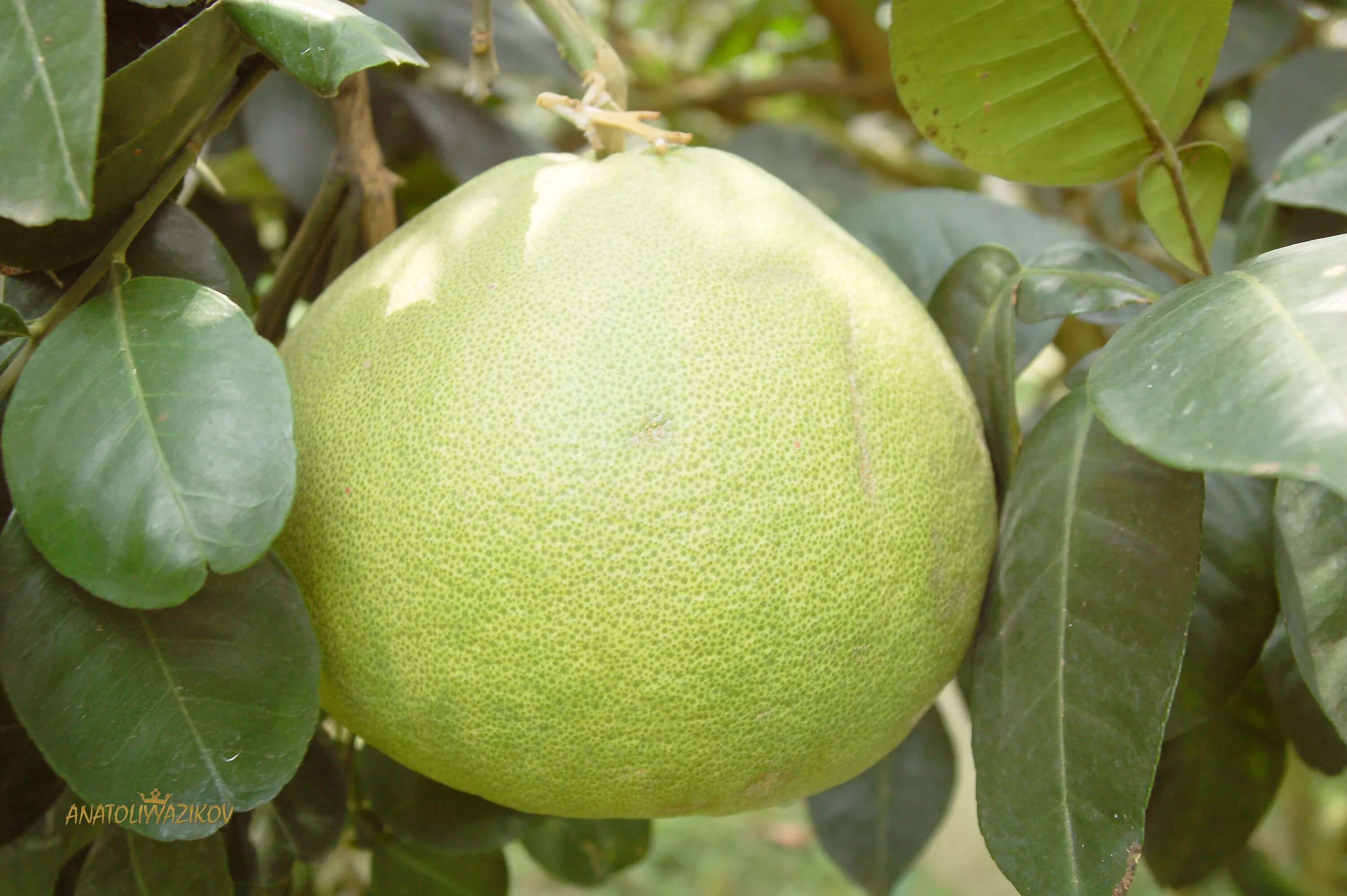 Райские яблочки фрукт. Помело фрукт дерево. Помело лист. Цитрус помело. Помело лист.