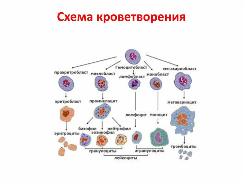 Обеспечивает кроветворение. Схема кроветворения гистология. Схема ростков кроветворения. Гемопоэз схема гранулоцитов. Схема кроветворения гематология по классам.