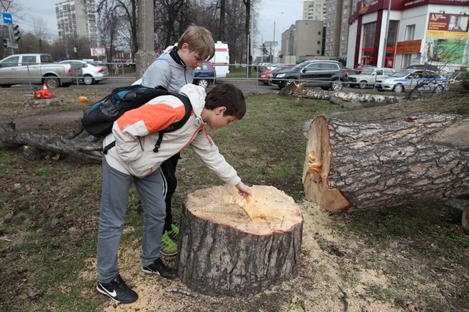 Рубим раз. Спиленное дерево. Вырубка деревьев. Спилить дерево во дворе. Рубит дерево.