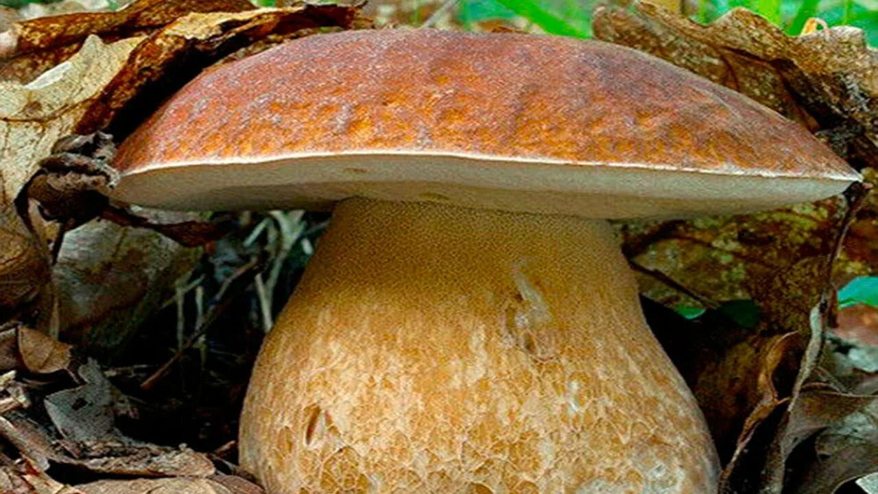 В Южной Корее нашли гриб стоимостью более трех миллионов рублей
