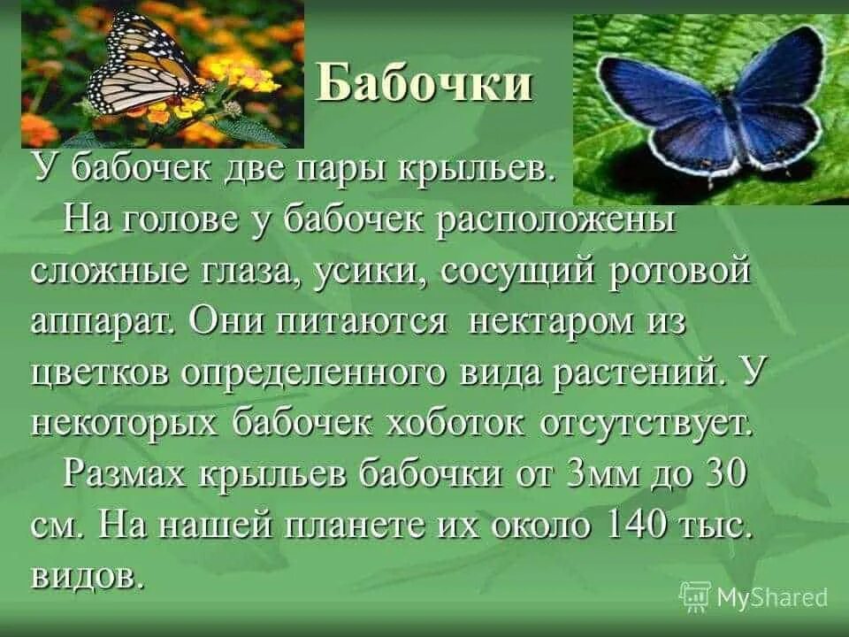 Бабочка адмирал и павлиний глаз. Сообщение на тему насекомые бабочка. Сообщение о бабочке. Воробьев раскрытой бабочкой. Бабочка махаон размах крыльев.