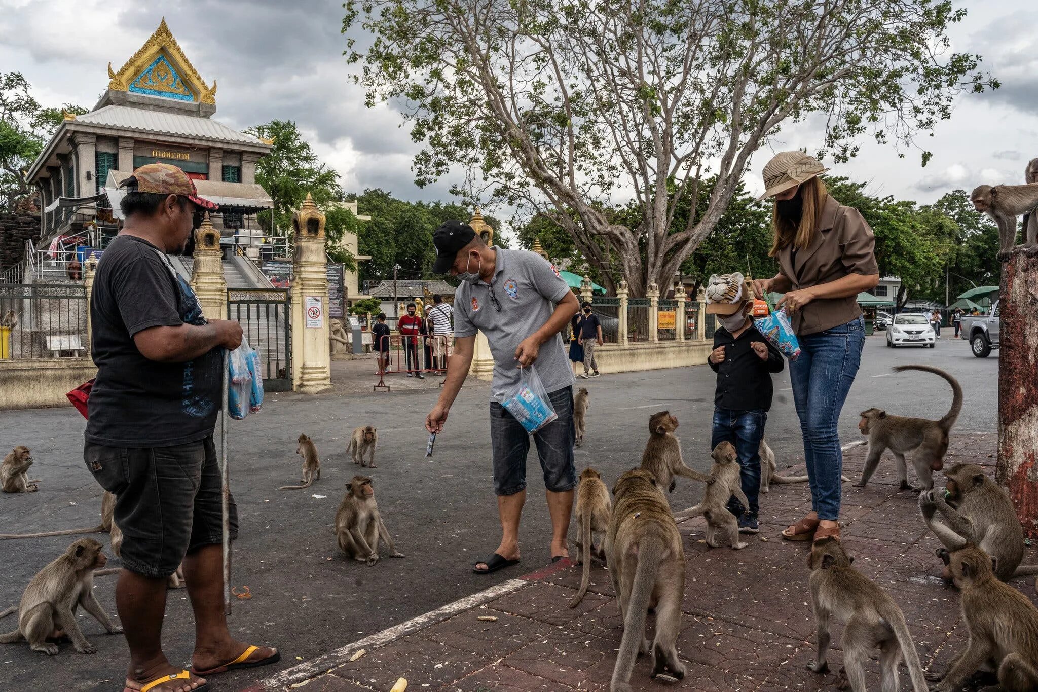Нападение обезьян. Город обезьян Лопбури Таиланд. Тайланд макаки Лопбури. Город обезьян. Обезьяны в Тайланде.