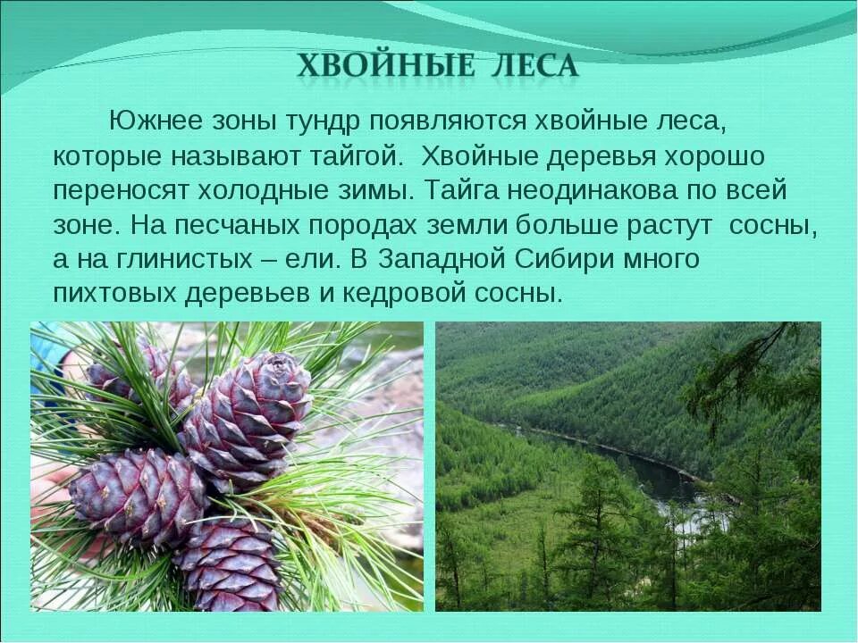 Сообщение про хвойные леса. Презентация на тему Лесная зона. Разнообразие хвойных лесов. Хвойные леса доклад.