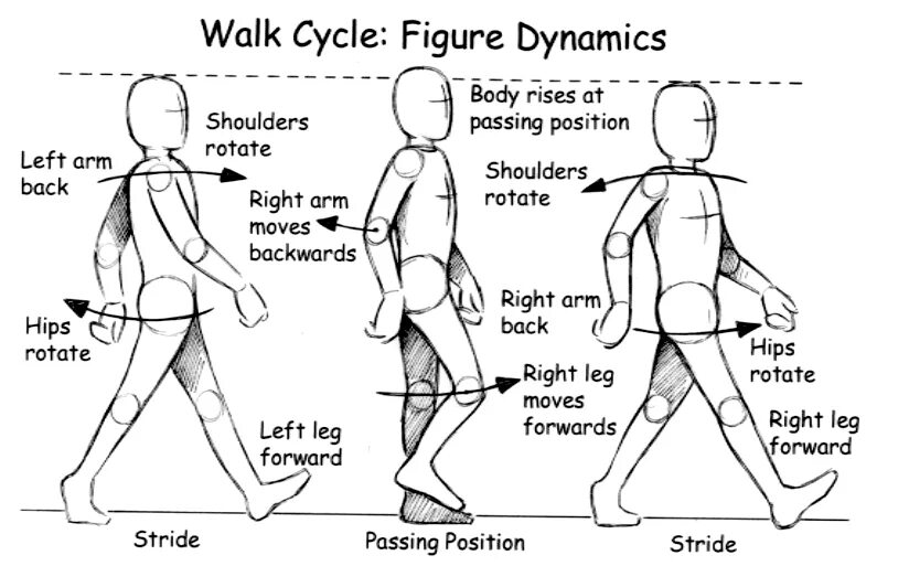 Почему двигаются руки. Походка схема. Схема ходьбы. Движение рук при ходьбе. Ходьба анатомия.