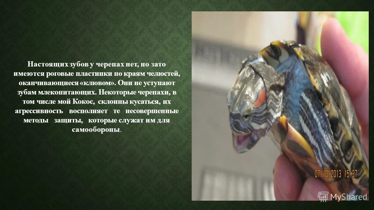 Черепахи и нет им конца. Черепахи и нет им конца. Черепахи и нет им конца джон грин книга. Черепахи в порядке убывания джон грин. Черепахи и нет им конца джон грин.