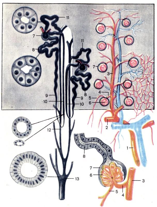 Строение нефрона и мочевыводящих канальцев почки схема. Строение нефрона почки. Нефрон почки анатомия. Строение нефрона и мочевыводящих канальцев почки.