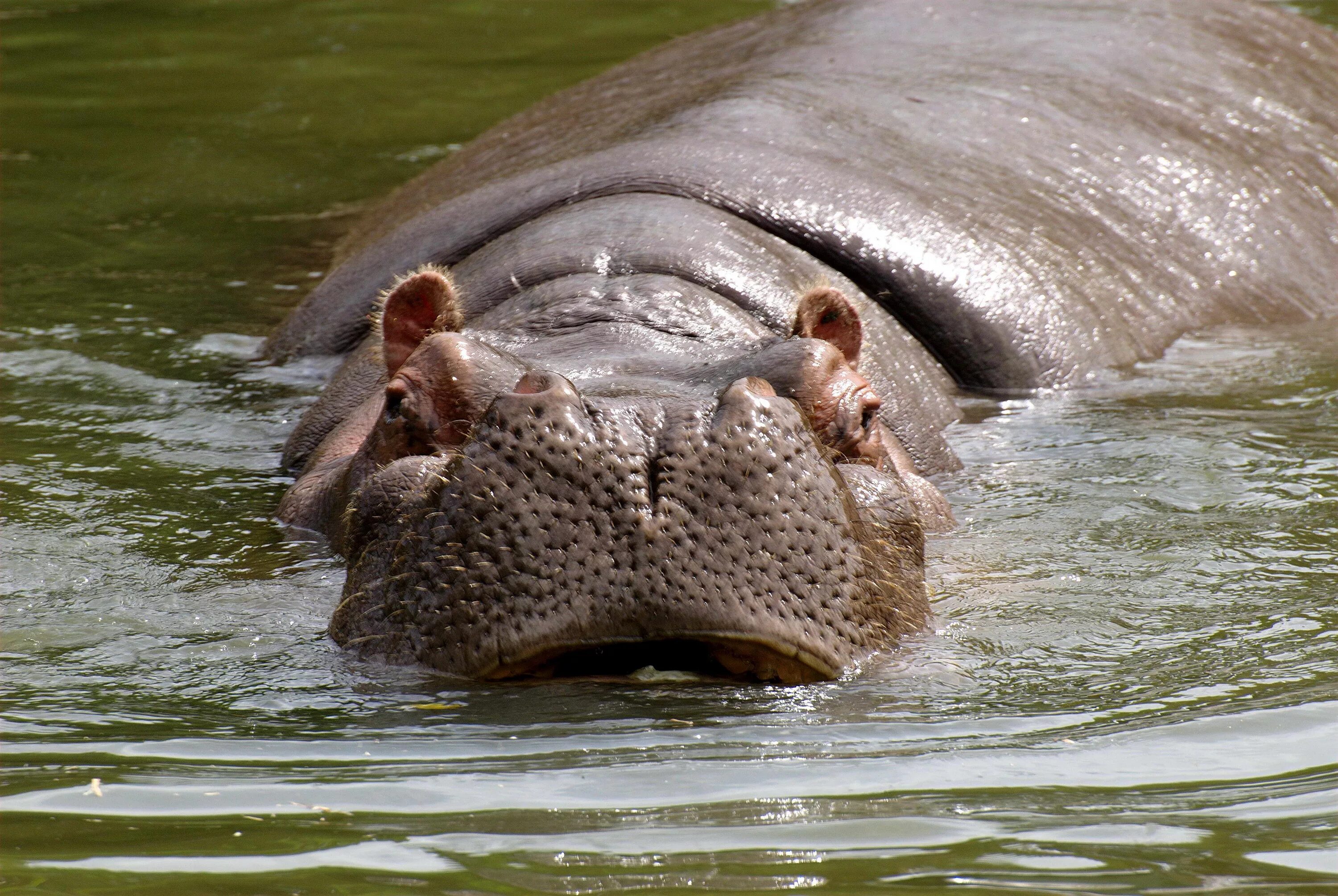 Hippopotamus amphibius. Бегемот amphibius. Гиппопотам и Бегемот. Животные Африки Бегемот.