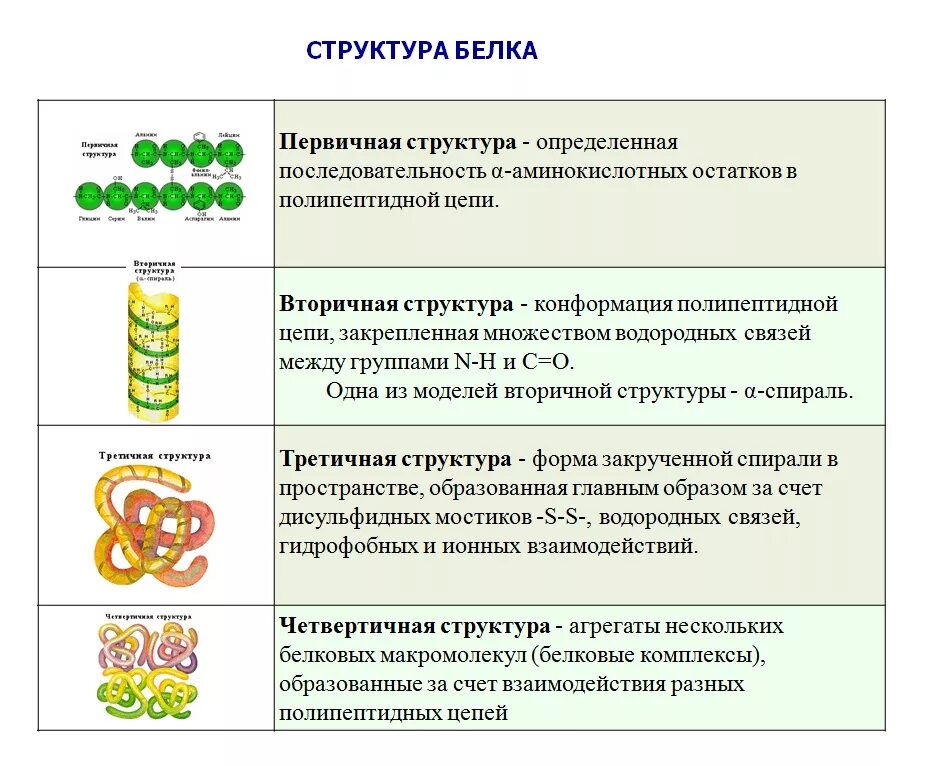 Три особенности белков. Характеристика первичной структуры белка таблица. Уровни организации белковых молекул таблица. Уровни организации белка таблица 10 класс. Структура белка особенности строения.