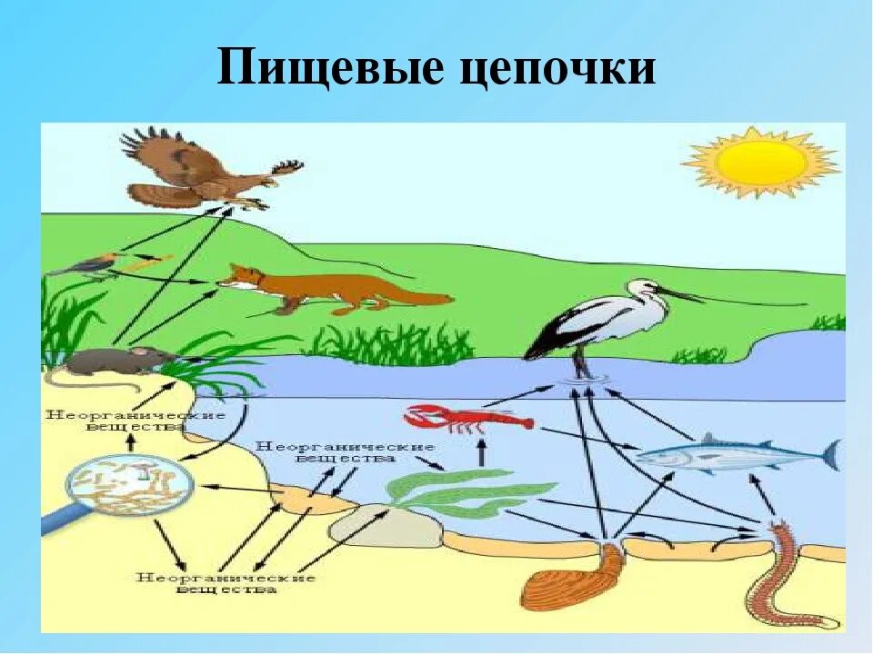 Цепи питания. Пищевая цепь. Пищевая цепочка болота. Пищевая цепь болото. Составить цепь питания для болота