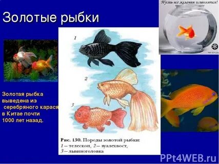 Вывод золотой рыбки