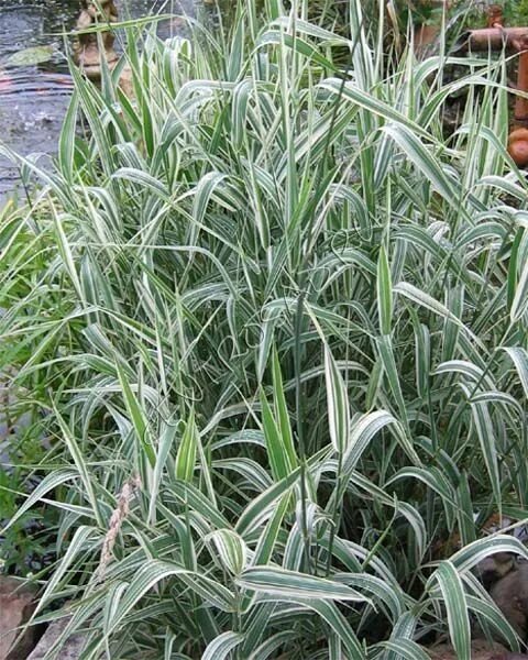 Amazon.com: Elijah Blue Fescue