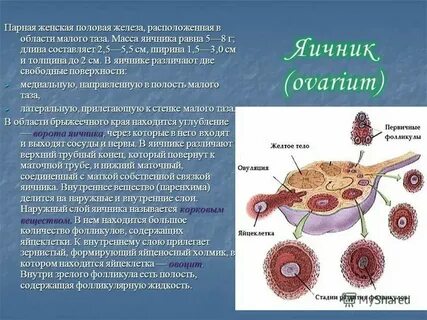 Большие половы