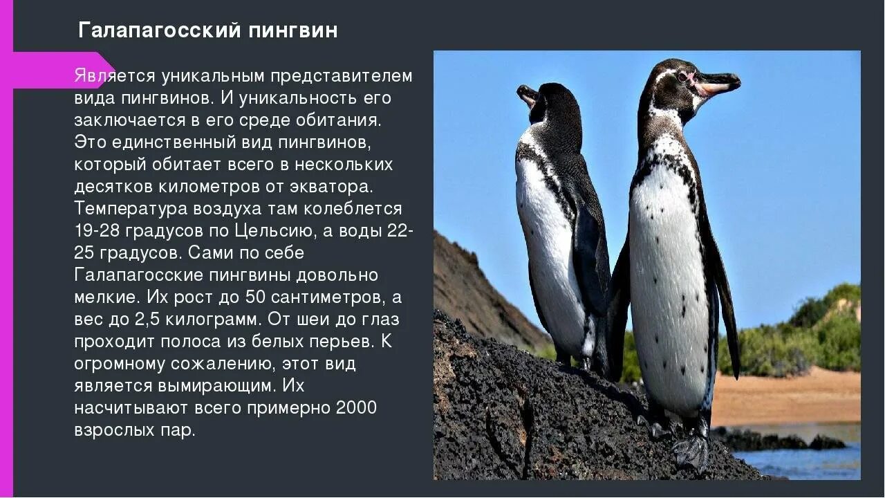 Классификация пингвина. Виды пингвинов с наименованиями. Виды пингвинов таблица на русском. Как можно назвать пингвина. Представители пингвинов названия.