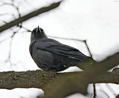 Грач зимовка