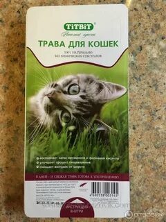 Трава кошкам какая