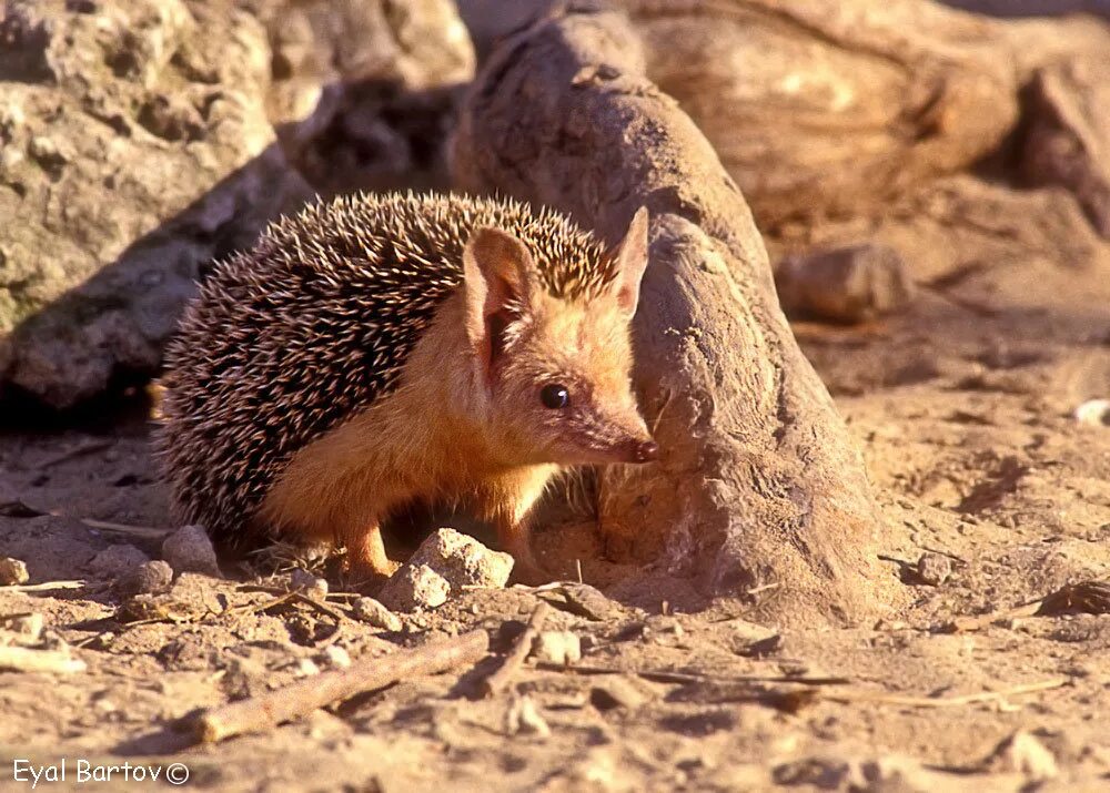 Ушастый ёж в пустыне. Еж и ушастый еж. Ушастый еж ставропольского края. Животное пустыни ушастый еж. Животное пустыни ушастый еж.
