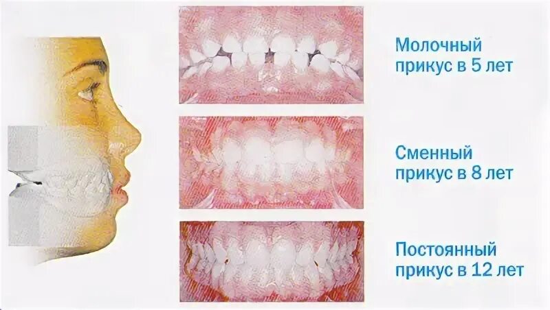 Прикус период