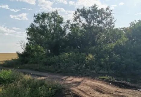 На полевой дороге мне попались навстречу две