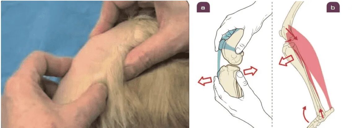 Разрыв связки у собаки. ПКС коленного сустава у собак. Синдром выдвижного ящика коленного сустава у собак. Разрыв крестообразной связки у собак.