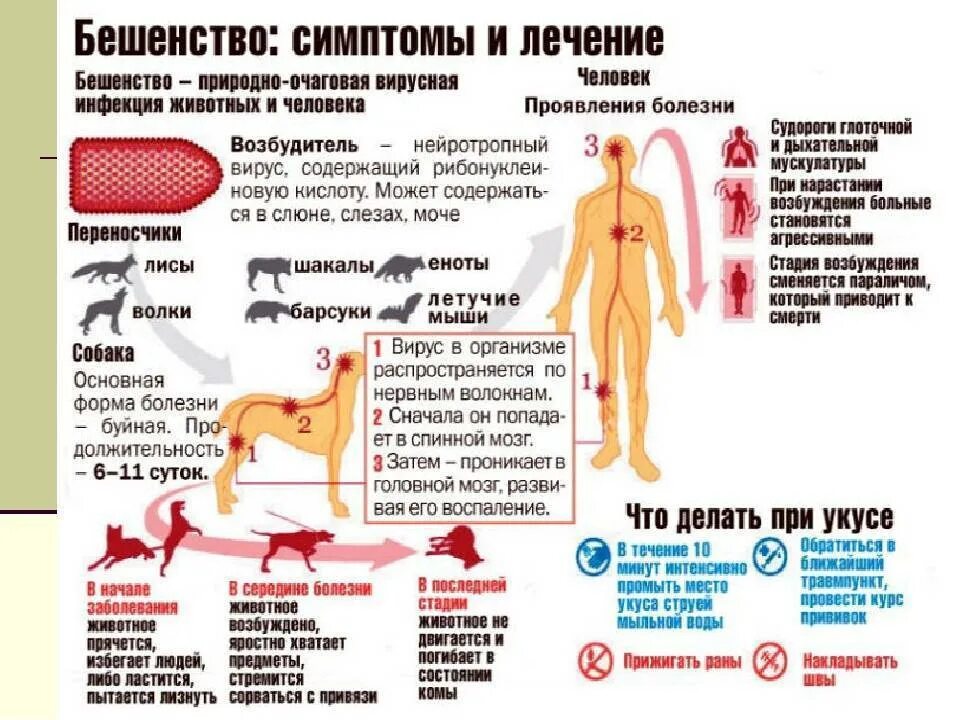 Бешенство через сколько после укуса. Вирус бешенства симптомы. 1 Признаки бешенства собаки. Первые симптомы бешенства у щенка. Симптомы бешенства у человека.