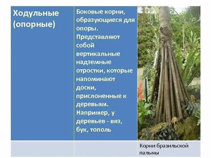 Опорная функция растения. Что такое ходульные корни и воздушные корни. Тополь корни подпорки. Корнеплоды корневые клубни воздушные корни дыхательные корни.