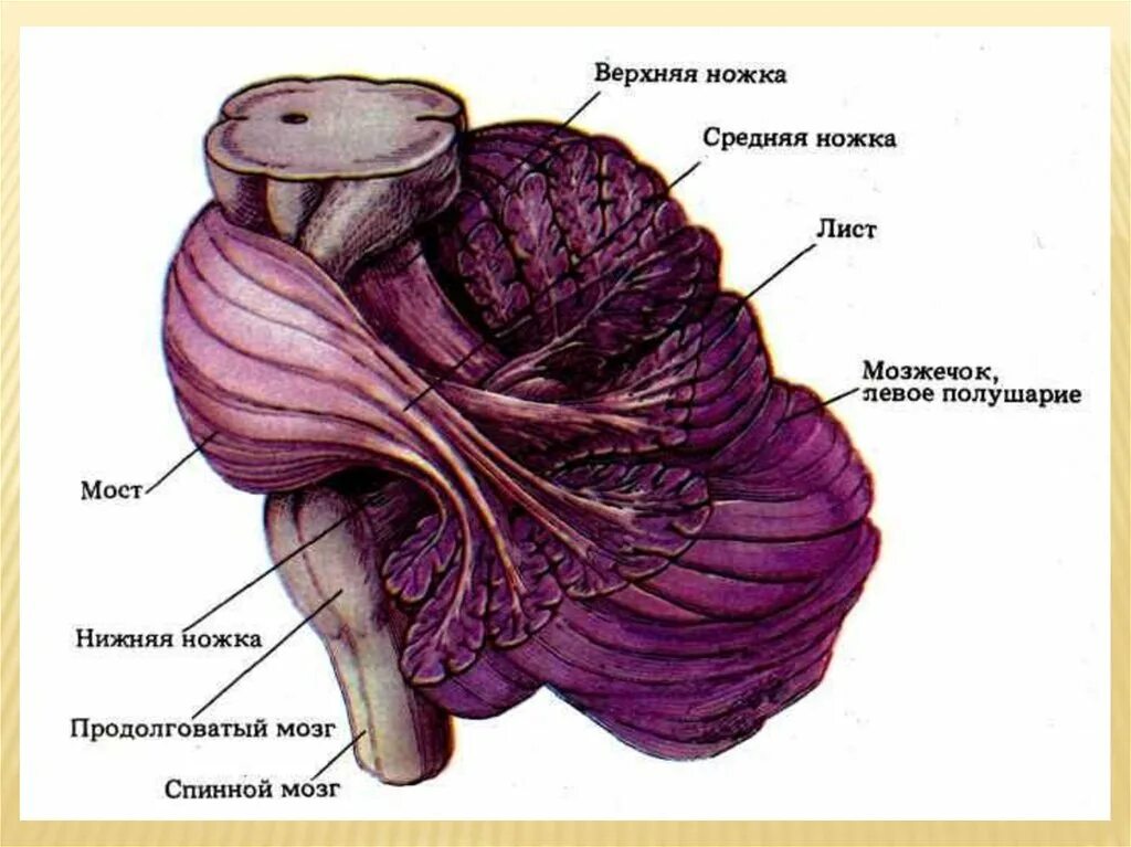 Мост и мозжечок строение. Задний мозг мост и мозжечок. Задний мозг мост и мозжечок строение и функции. Мозжечок строение ножки. Ножки мозжечка препарат анатомия.