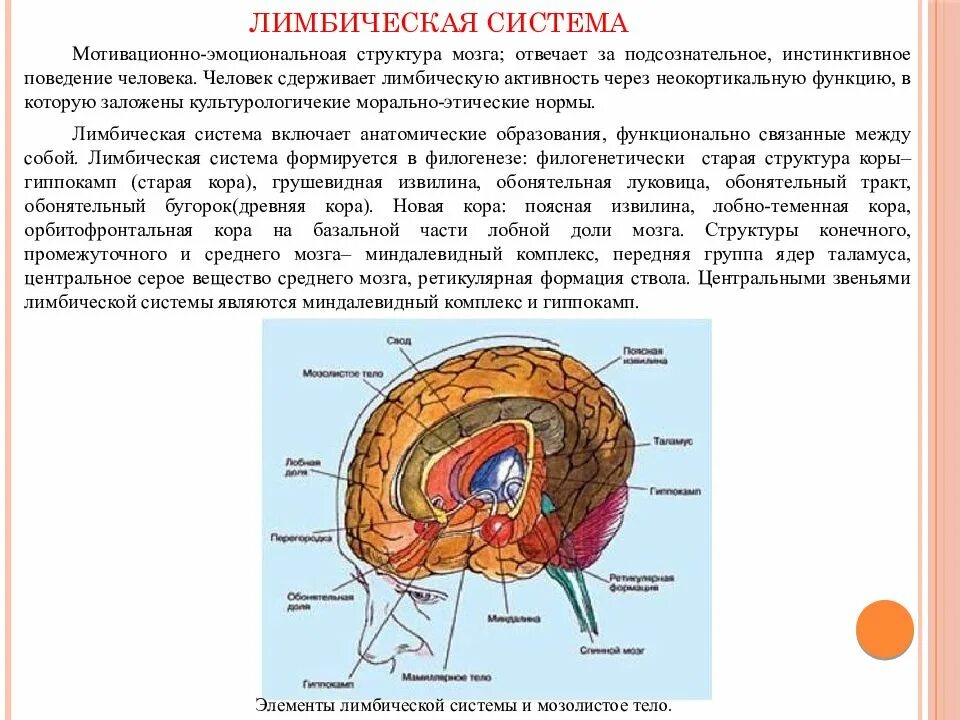 Структуры мозга ответственные за память. Центр памяти в головном мозге. Головной мозг человека строение зона памяти. Строение памяти человека. Память структуры мозга.