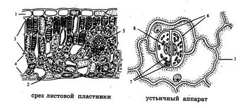 Замыкающие клетки устьиц это