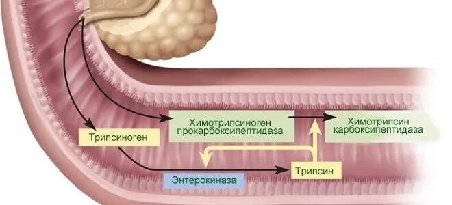 Поджелудочный сок строение и функции. Панкреатический сок. место выработки поджелудочного сока. сок поджелудочной железы. трипсиноген поджелудочного сока.