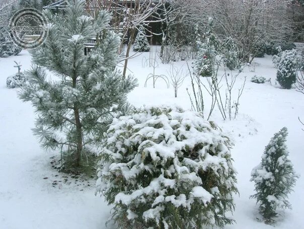 Туя под снегом. Туя зимой. Туя западная даника. Туя зимой. Туя под снегом.