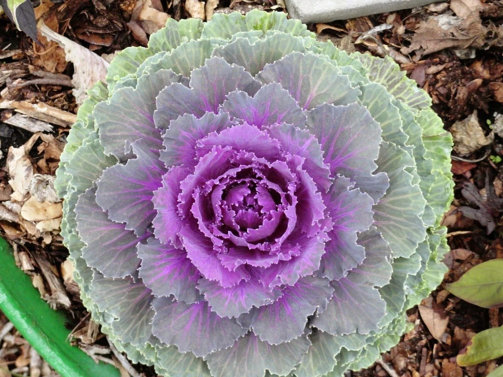 Цветы похожие на капусту. Декоративная капуста Brassica oleracea. Брассика Крейн Квин. Брассика Кинг. Капуста декоративная Сансет.