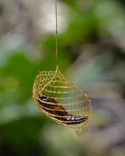 Cocoon