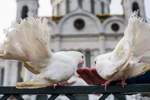 Белые голуби москва