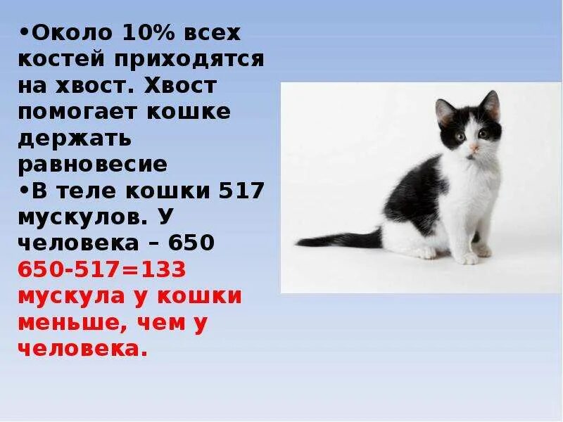 Масса тела кошки. Оценка кондиции кошек. Масса тела кошки. Масса тела кошки. Масса тела кошки.