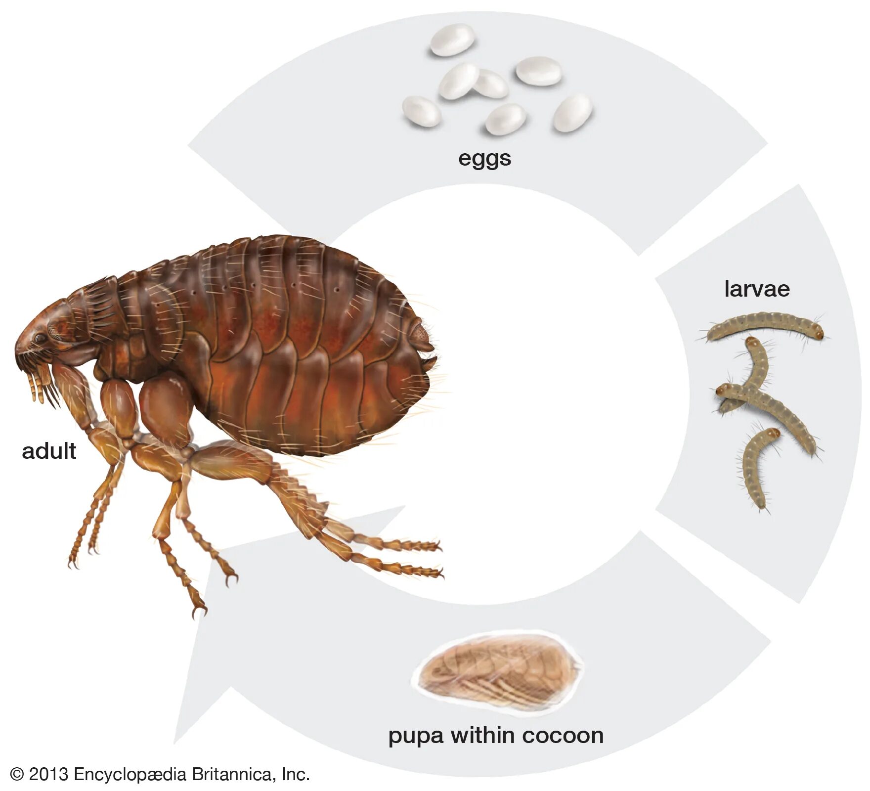 Крысиная блоха Xenopsylla cheopis. Подвальные земляные блохи. Как вывести земляных блох