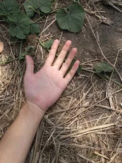 Рука погубившая салука