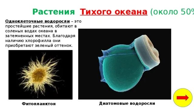 Что ученые называют фитопланктоном дайте определение этому