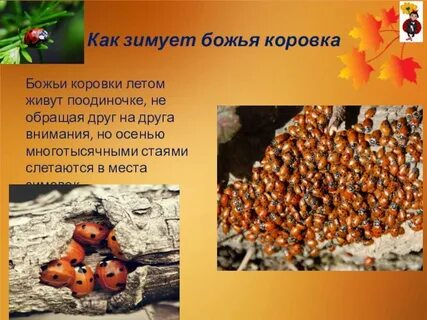 Когда насекомые впадают в спячку