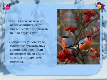 Почему птица снегирь