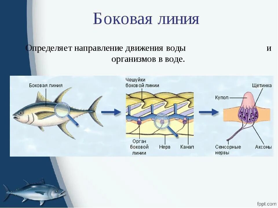 Особый орган чувств боковая линия. Боковая линия костной рыбы биология 7 класс. Строение органа боковой линии у рыб. Боковая линия орган чувств у рыб. Боковая линия у костных рыб.