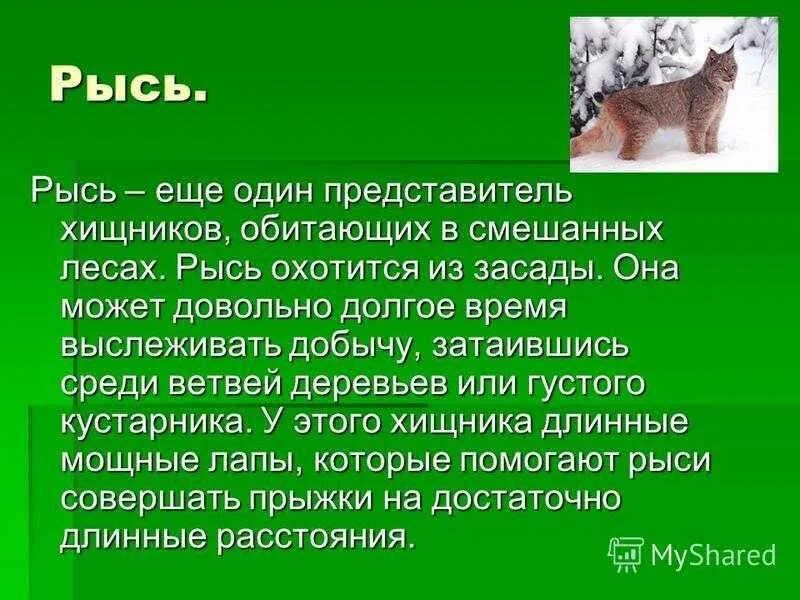 Животное леса сообщение 4 класс. Сообщение о животном зоны лесов. Информация о животных из смешанных лесов.