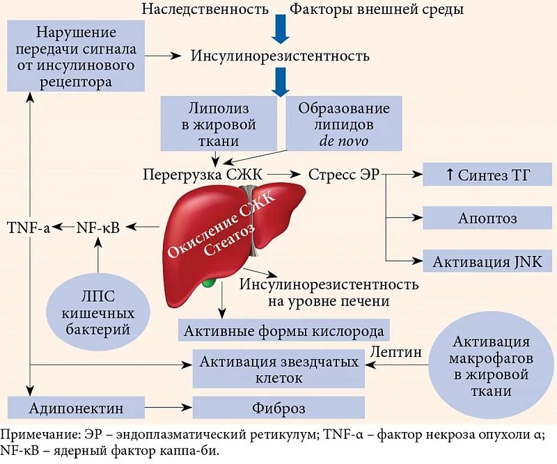 Жировая печень анализы. Жировая болезнь печени этиология. Неалкогольная болезнь печени патогенез. Неалкогольная жировая болезнь печени. Неалкогольная жировая болезнь печени этиология.