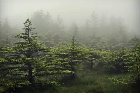 Запах хвойного леса