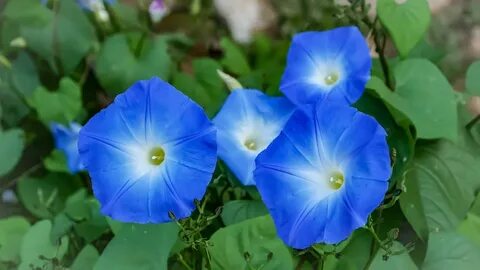 P blue