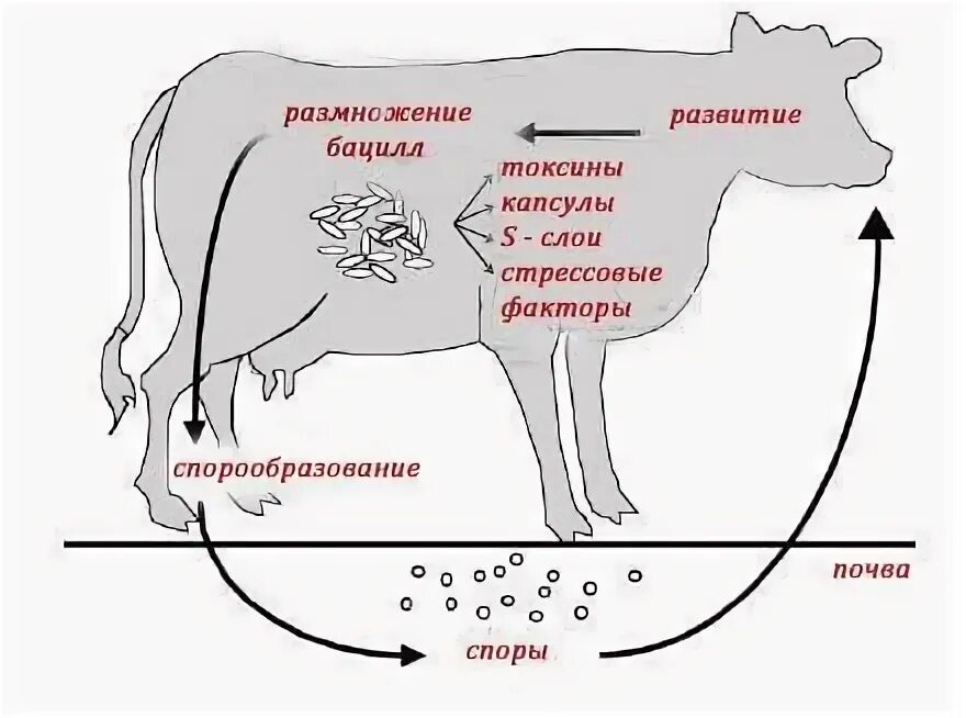 Цикл споров. Цикл развития спор сибирской язвы у животных. Цикл развития сибирской язвы. Сибирская язва пути передачи. Эпидемиология сибирской язвы пути передачи.