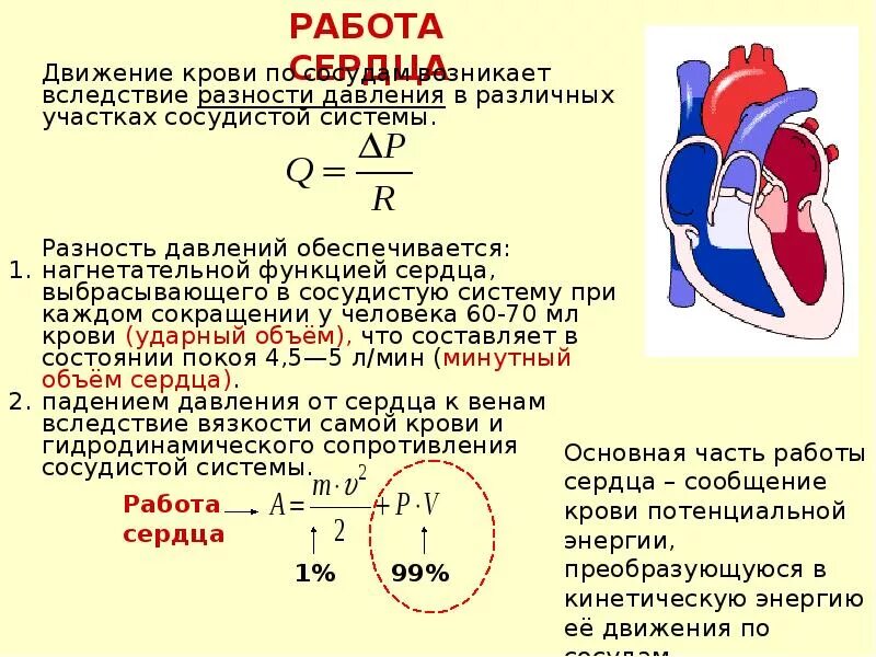Объем работы сердца. Чсс и ударный объем. Структурно-функциональные показатели сердца. Ударный объем сердца физиология. Основные показатели сердечной деятельности.