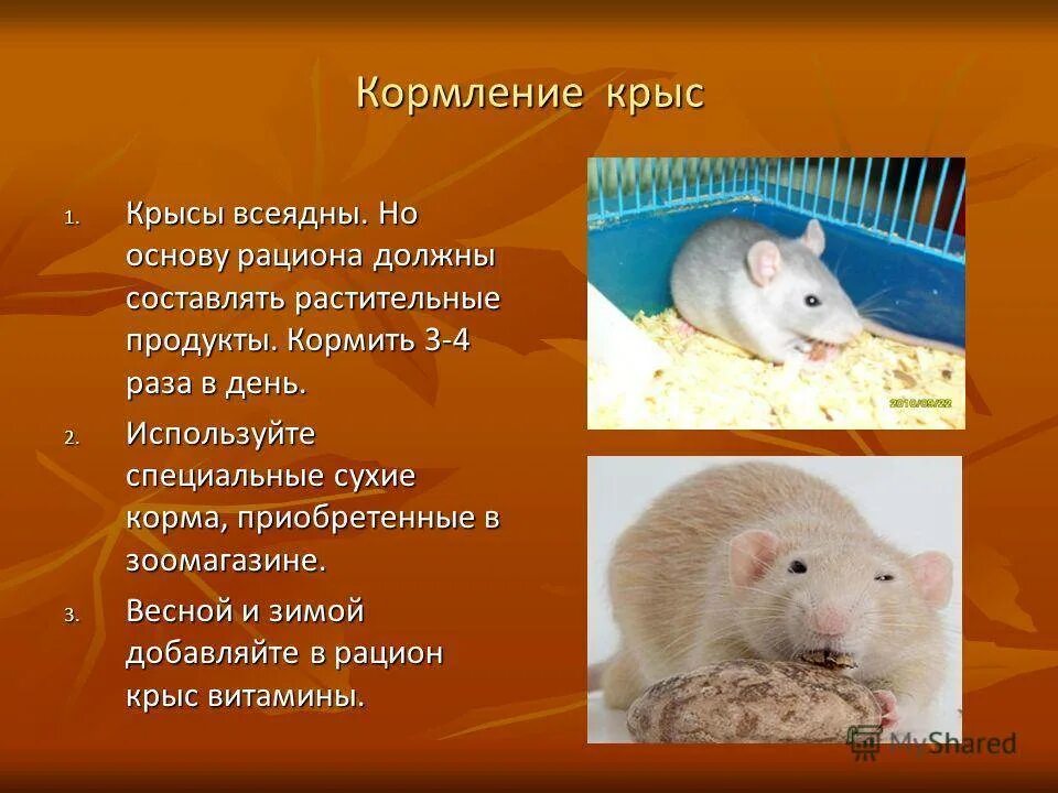 Тема для презентации крысы. Презентация декоративные крысы. Презентация на тему декоративные крысы. Информация о декоративных крысах.
