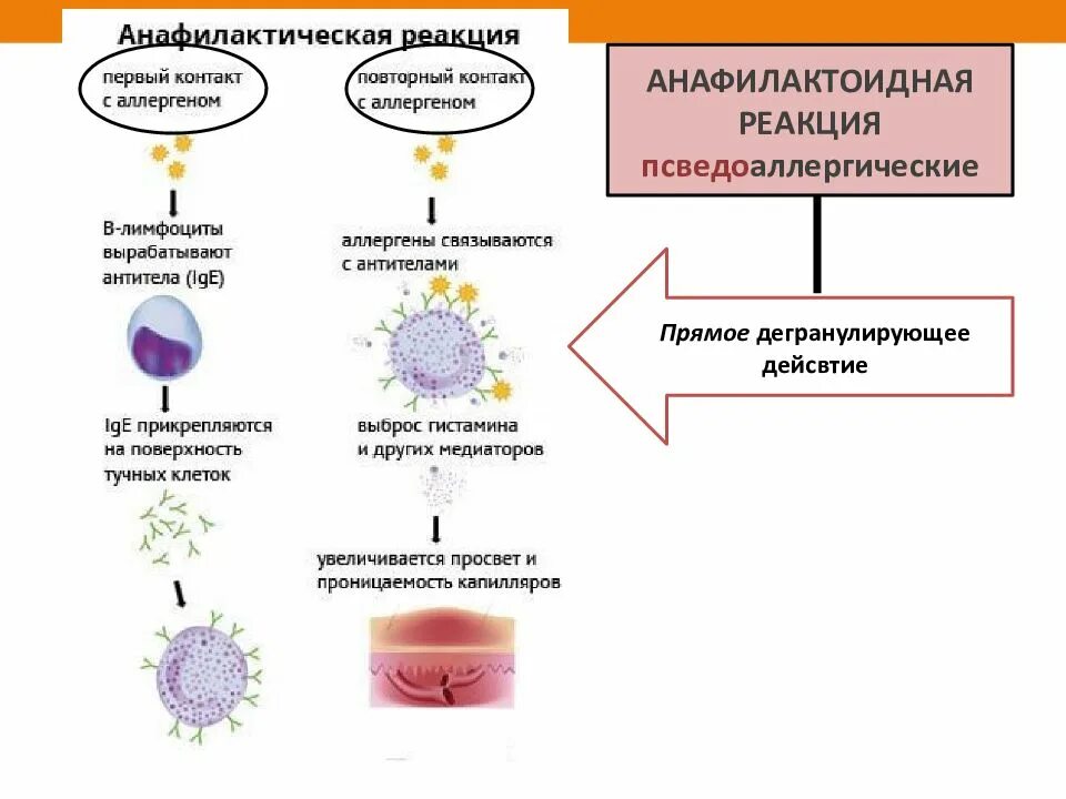 Анафилаксия и анафилактоидная реакция. Механизм развития анафилактоидной реакции. Анафилактоидные реакции патогенез. Механизм анафилаксии. Анафилактический шок патогенез